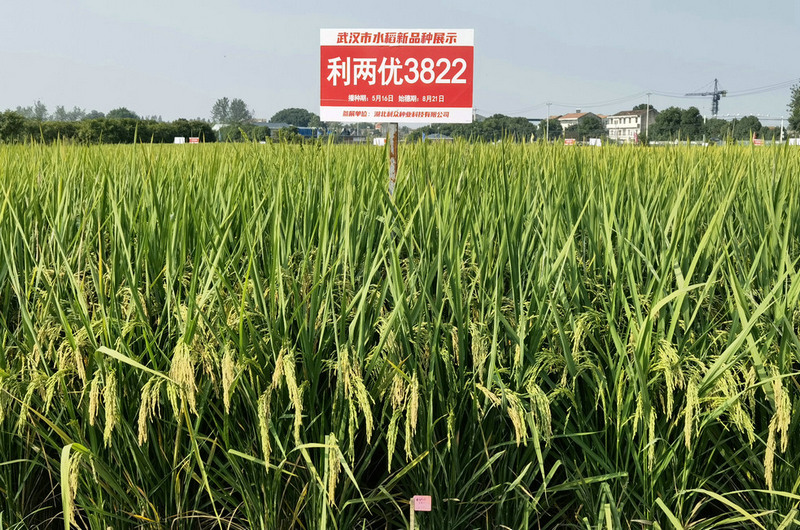 利兩優3822